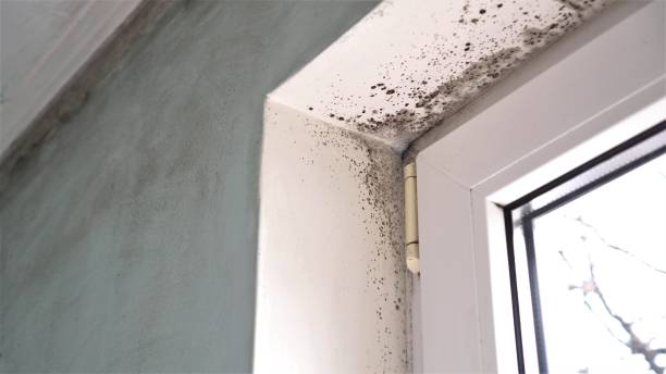 Best Residential Mold Remediation in Colfax, WA