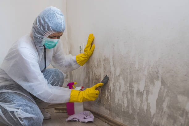 Best Emergency Mold Remediation in Colfax, WA